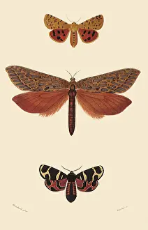 Bugs: A Variety of Moths