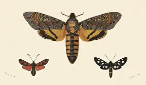Burnet: A Variety of Moths