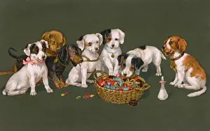 Loops: A variety of Puppies eyeing up a basket of threads