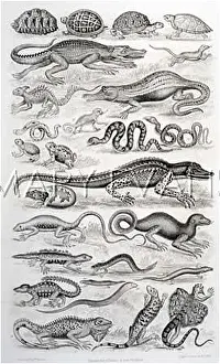 Newt: VARIETY OF REPTILES