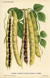 Flageolet: Variety of runner bean, Phaseolus vulgaris