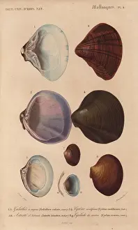 Astarte: Variety of scallop and clam shells: Galathea