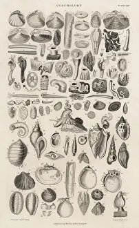 Clams: VARIETY OF SEA SHELLS