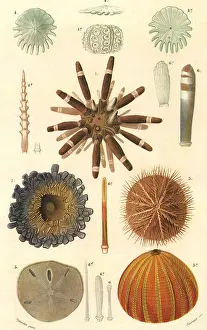 Depictions: Variety of Sea Urchins
