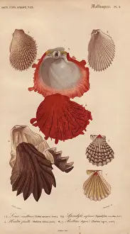 Clams: Variety of seashells including oysters, file