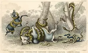 Coiled: VARIETY OF SNAKES