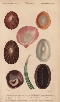 Jean Gabriel: Variety of tropical shells including Patella