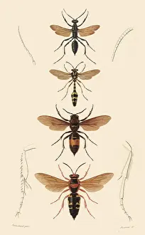 Eumenes: A Variety of Wasps