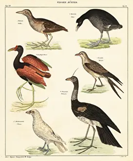 Coot: Variety of water fowl