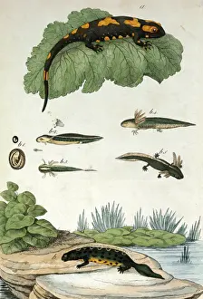 Newt: Various amphibians