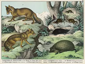 Jackal: Various animals