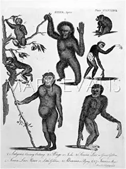 Outang: VARIOUS APES/ENC.BRIT