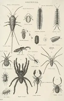 Spiders: VARIOUS ARACHNIDS