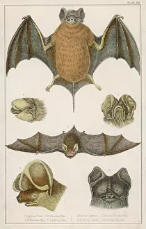 Rufous: VARIOUS BATS/FULLARTON