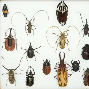 Biodiverse: Various beetle specimens