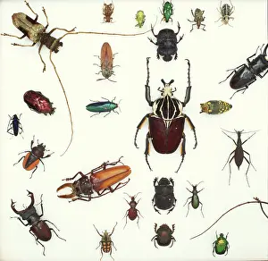 Biodiverse: Various beetle specimens