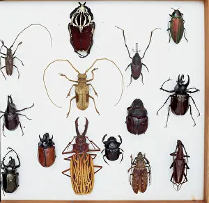 Biodiverse: Various beetle specimens