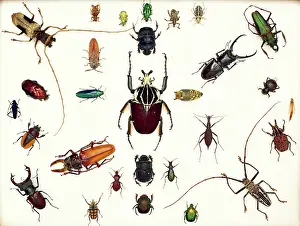Biodiverse: Various beetle specimens