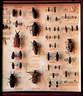 1743 1820: Various beetle specimens