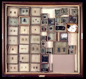 Drawer: Various beetles