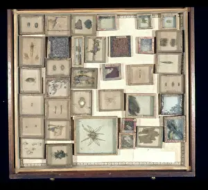 Entomologist: Various beetles and arachnids