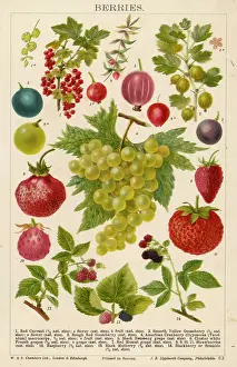 Blackberry: VARIOUS BERRIES
