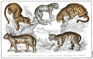 Sumatra: VARIOUS BIG CATS
