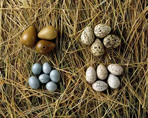 Clutch: Various bird eggs from western Asia