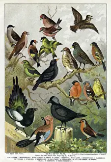 Magpie: Various bird species