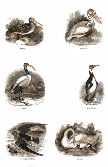 Petrel: Various birds