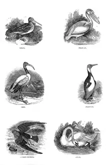 Pelican: Various birds