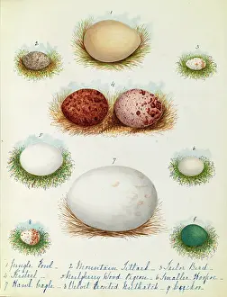 Bushby: Various birds eggs