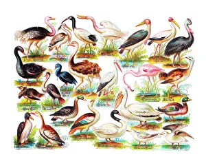 Bustard: Various birds on a sheet of Victorian scraps