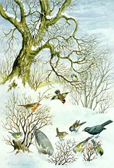 Goldfinch: Various birds in the snow