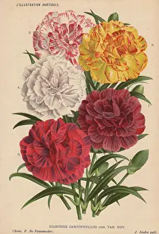 Caryophyllus: Various carnations or pinks, Dianthus caryophyllus