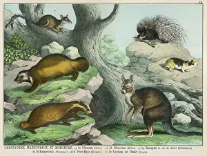 Porcupine: Various carnivores