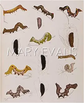 Cocoons: VARIOUS CATERPILLARS