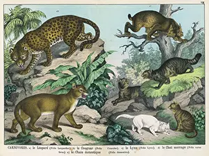 Domesticated: Various cats