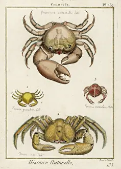 Crabs: VARIOUS CRABS