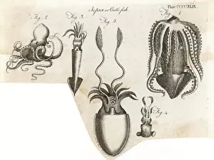 Cuttlefish: VARIOUS CUTTLEFISH