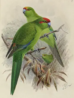 Gerrard: Various Cyanoramphus parakeets