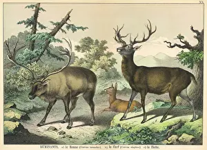 Caribou: Various deer, Caribou and Elk
