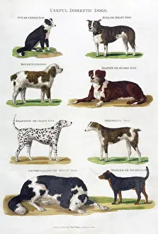 Vermin: VARIOUS DOGS OF 1810