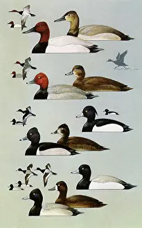 Peterson: Various Ducks