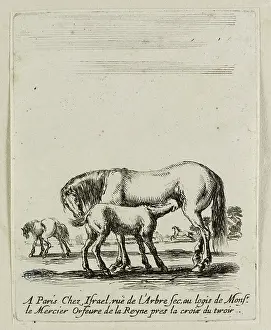 Bella: Various exercises of cavalry