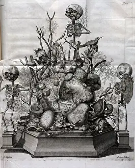 Primus: Various fetal skeletons displayed