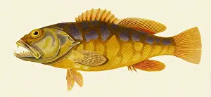 Grouper: Various Fish