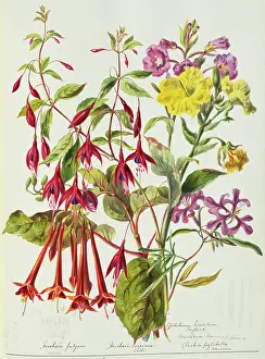 Twining: Various flowers