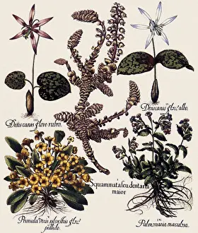 Officinalis: Various Flowers