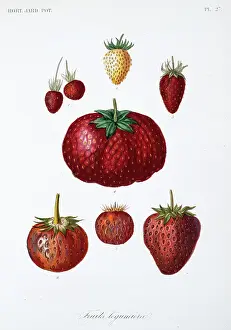 Regne: Various Fruit